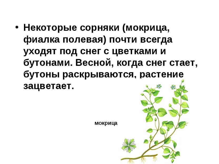 Некоторые сорняки (мокрица, фиалка полевая) почти всегда уходят под снег с цв...