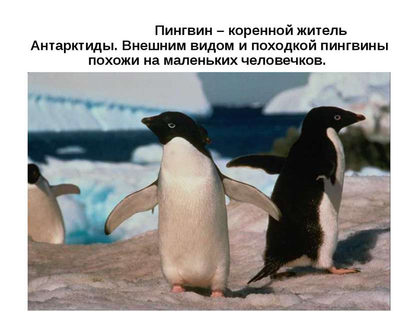 Пингвин – коренной житель Антарктиды. Внешним видом и походкой пингвины похож...