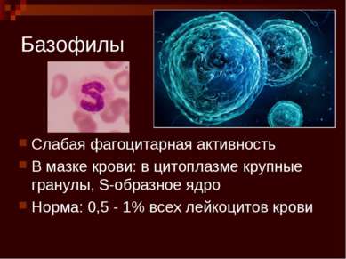 Базофилы Слабая фагоцитарная активность В мазке крови: в цитоплазме крупные г...