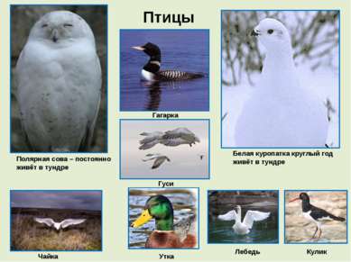 Птицы Полярная сова – постоянно живёт в тундре Белая куропатка круглый год жи...