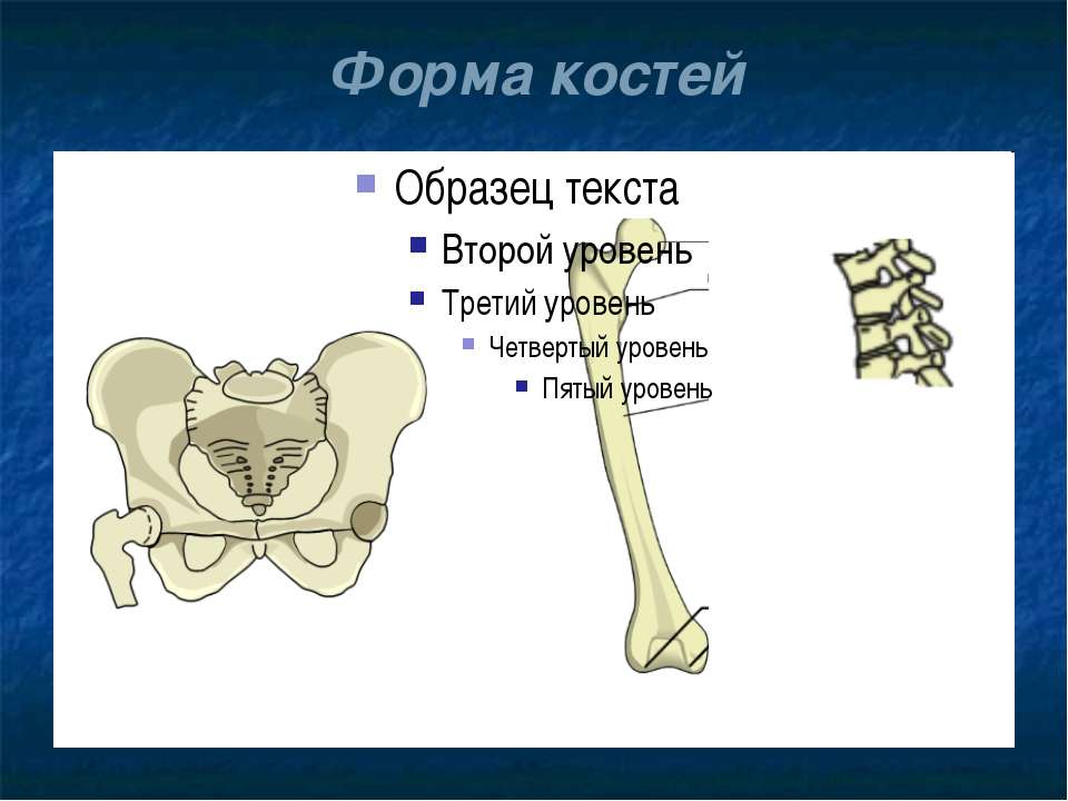 Изменение формы кости. Формы костей. Кости для презентации. Свойства костей. Формы костей презентация.