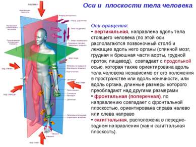 Оси и плоскости тела человека Оси вращения: вертикальная, направлена вдоль те...