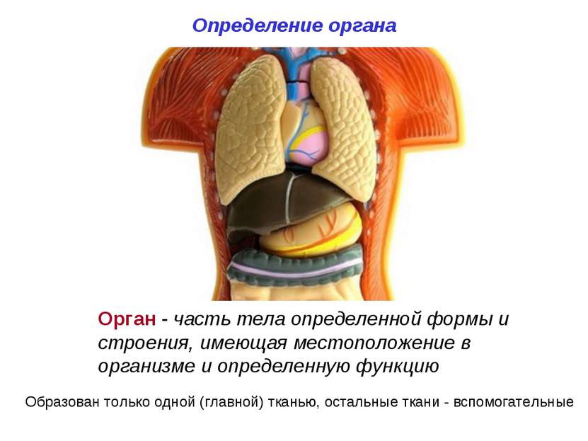Определение органа Орган - часть тела определенной формы и строения, имеющая ...