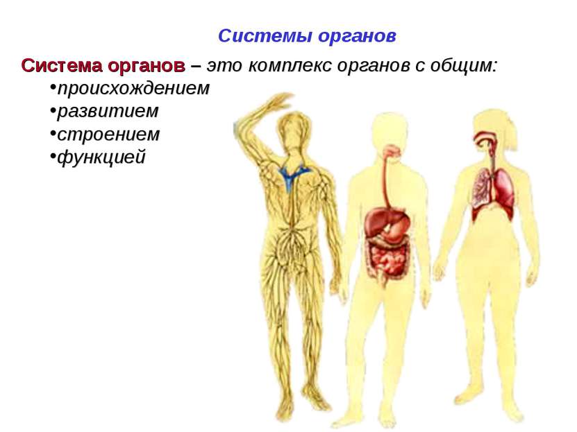 Система органов – это комплекс органов с общим: происхождением развитием стро...