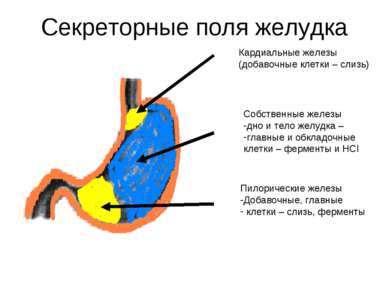 Секреторные поля желудка Кардиальные железы (добавочные клетки – слизь) Собст...