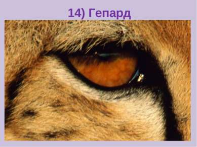 14) Гепард