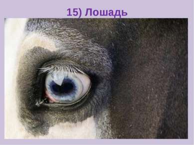 15) Лошадь