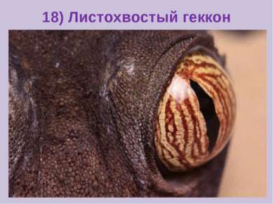 18) Листохвостый геккон