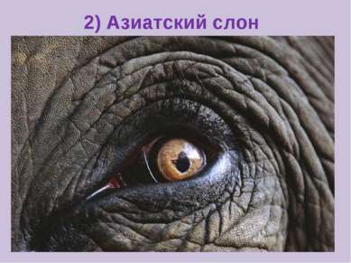2) Азиатский слон