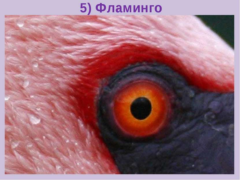 5) Фламинго