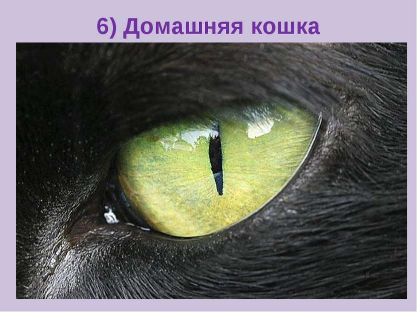 6) Домашняя кошка