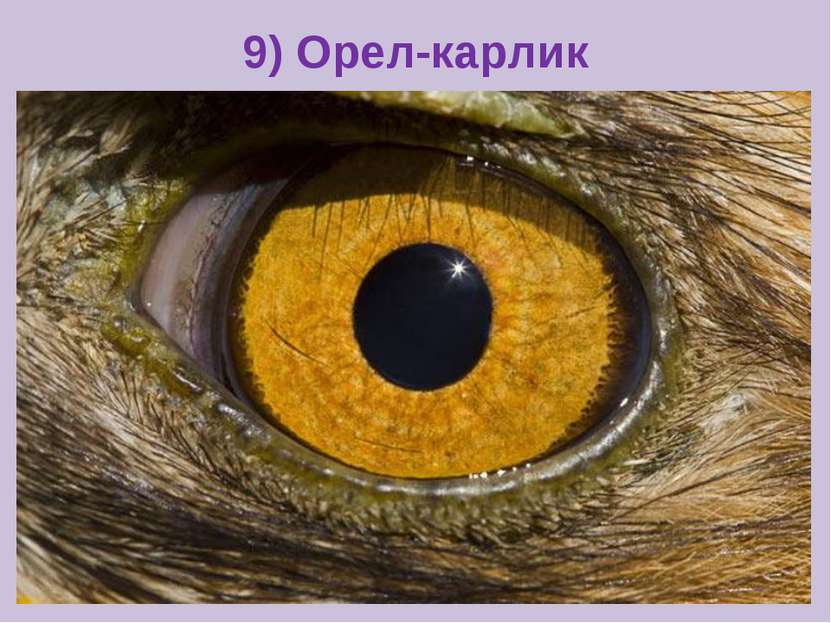 9) Орел-карлик