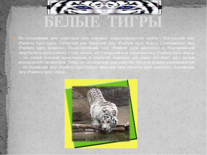 На сегодняшний день существует пять основных подразновидностей тигров – Бенга...