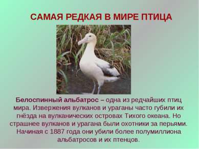 САМАЯ РЕДКАЯ В МИРЕ ПТИЦА Белоспинный альбатрос – одна из редчайших птиц мира...