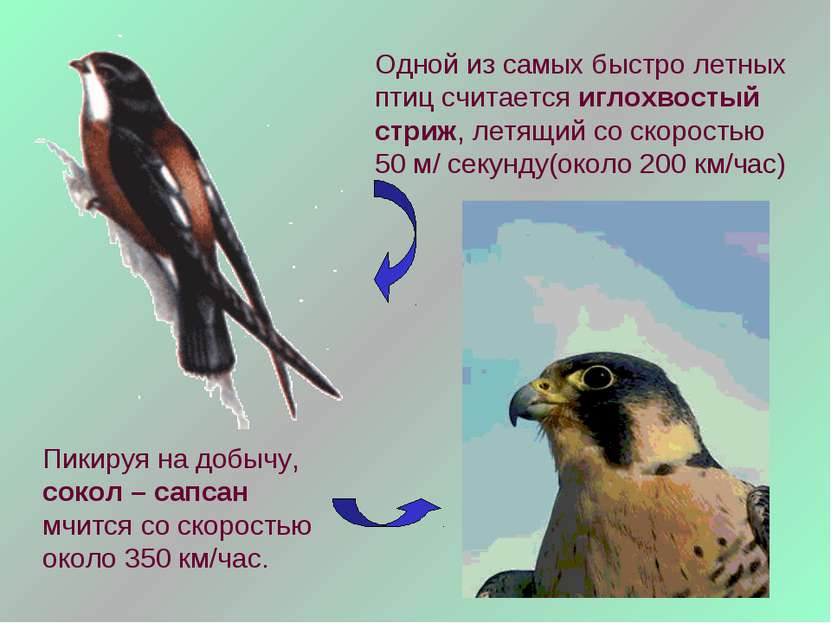 Одной из самых быстро летных птиц считается иглохвостый стриж, летящий со ско...