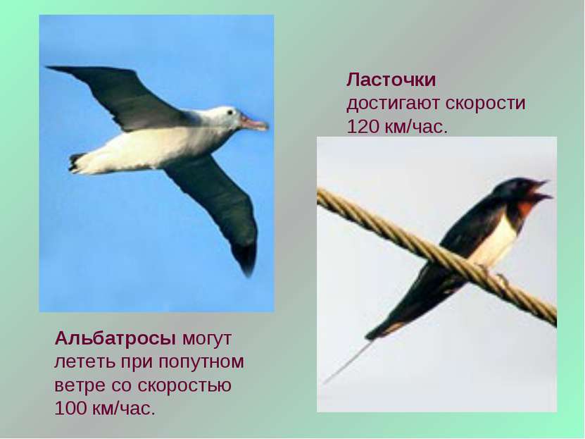 Альбатросы могут лететь при попутном ветре со скоростью 100 км/час. Ласточки ...