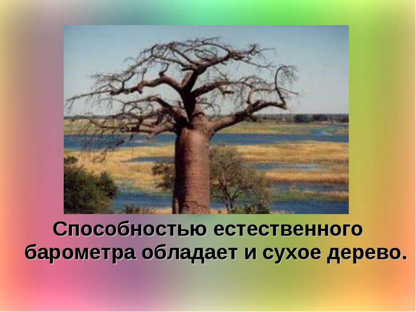 Способностью естественного барометра обладает и сухое дерево.