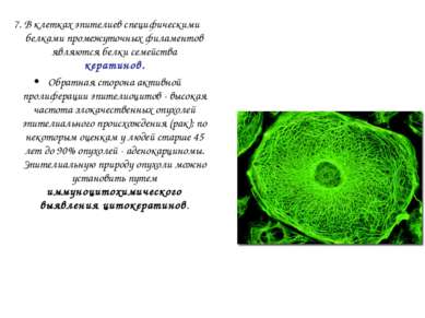 7. В клетках эпителиев специфическими белками промежуточных филаментов являют...