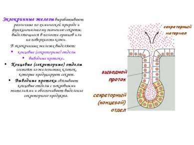 Экзокринные железы вырабатывают различные по химической природе и функциональ...