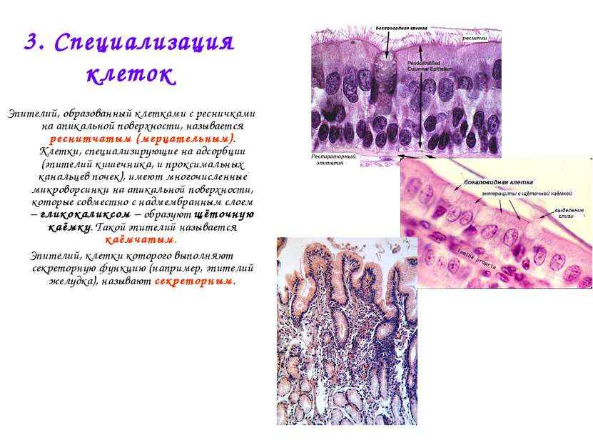 3. Специализация клеток Эпителий, образованный клетками с ресничками на апика...