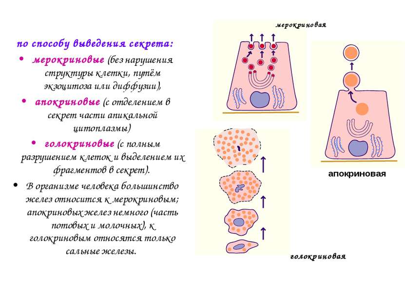 по способу выведения секрета: мерокриновые (без нарушения структуры клетки, п...