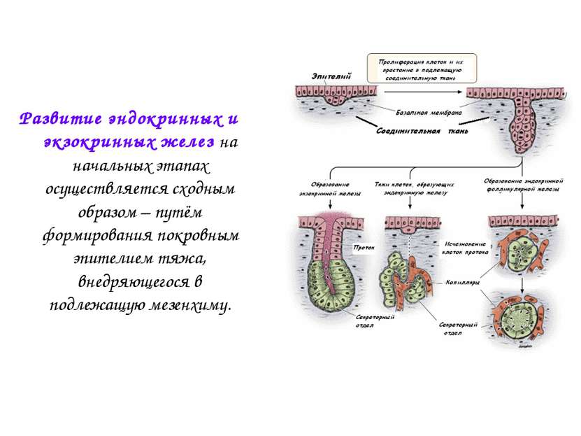 Развитие эндокринных и экзокринных желез на начальных этапах осуществляется с...
