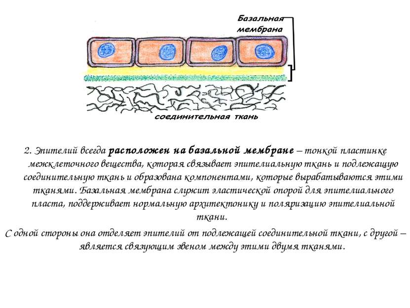 2. Эпителий всегда расположен на базальной мембране – тонкой пластинке межкле...