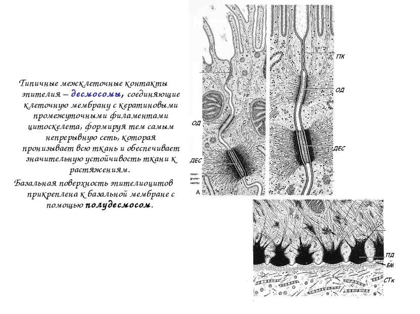 Типичные межклеточные контакты эпителия – десмосомы, соединяющие клеточную ме...