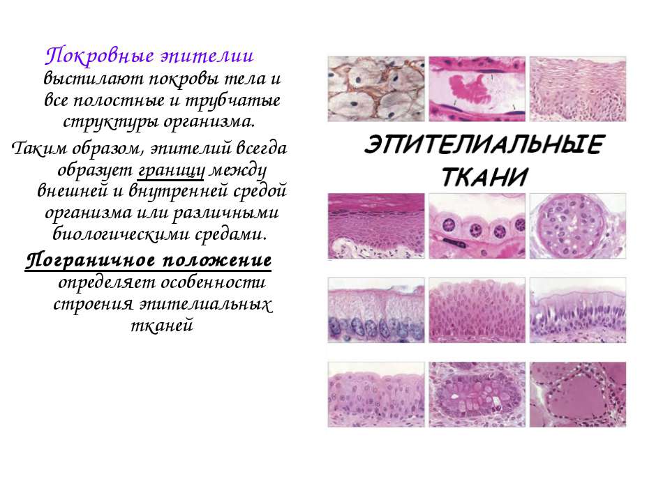 Пример эпителиальной ткани человека. Железы эпителиальной ткани. Строение эпителиальной ткани. Эпителиальная ткань животных. Эпителиальная ткань 7 класс.