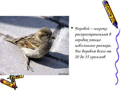 Воробей – широко распространенная в городах птица небольшого размера. Вес вор...