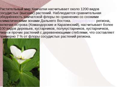 Растительный мир Камчатки насчитывает около 1200 видов сосудистых (высших) ра...