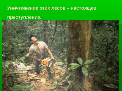 Уничтожение этих лесов – настоящее преступление.