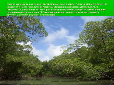 Самые красивые и пышные тропические леса в мире, “легкие нашей планеты”, нахо...