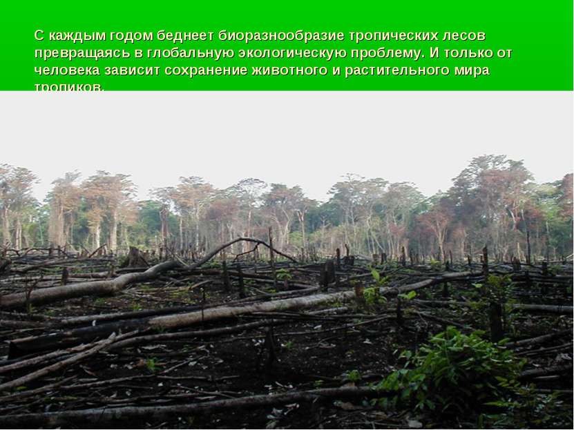 С каждым годом беднеет биоразнообразие тропических лесов превращаясь в глобал...