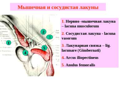 Мышечная и сосудистая лакуны 1. Нервно -мышечная лакуна – lacuna musculorum 2...