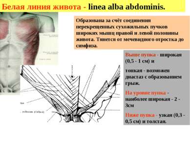 Белая линия живота - linea alba abdominis. Выше пупка - широкая (0,5 - 1 см) ...