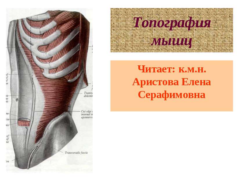 Топография мышц Читает: к.м.н. Аристова Елена Серафимовна