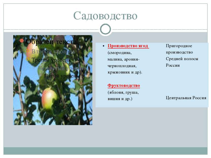 Садоводство Производство ягод (смородина, малина,арония-черноплодная, крыжовн...