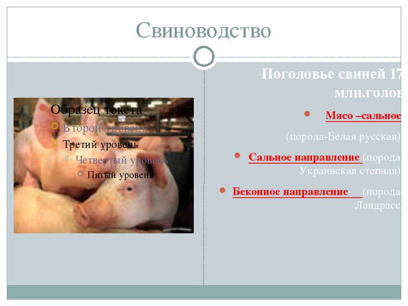 Свиноводство Поголовье свиней 17 млн.голов Мясо –сальное (порода-Белая русска...