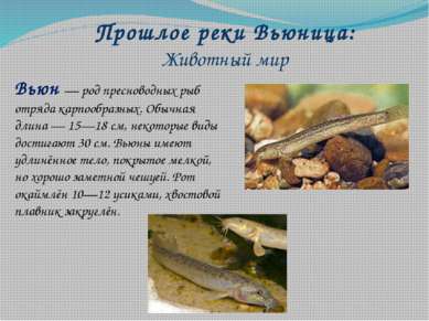 Прошлое реки Вьюница: Животный мир Вьюн — род пресноводных рыб отряда карпооб...