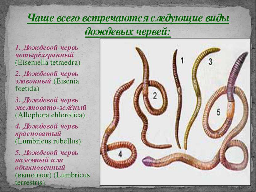 1. Дождевой червь четырёхгранный (Eiseniella tetraedra) 2. Дождевой червь зло...