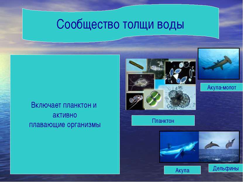 Презентация на тему жизнь организмов в морях и океанах 5 класс биология