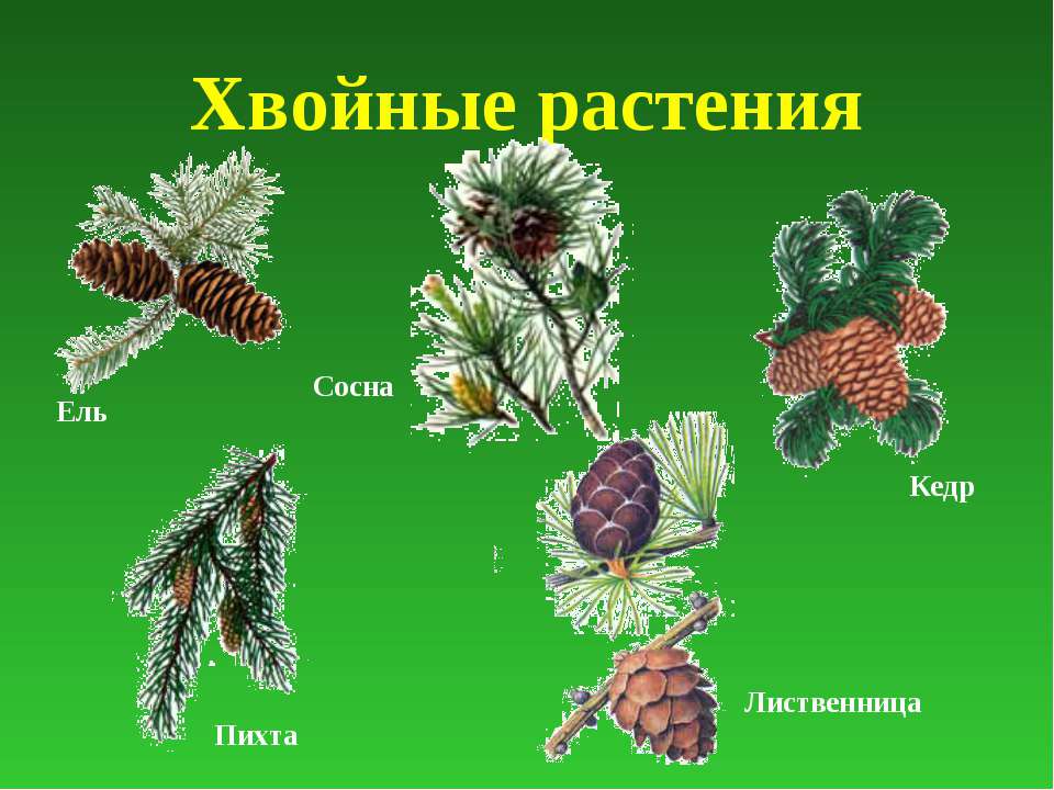 Перечисли хвойные растения