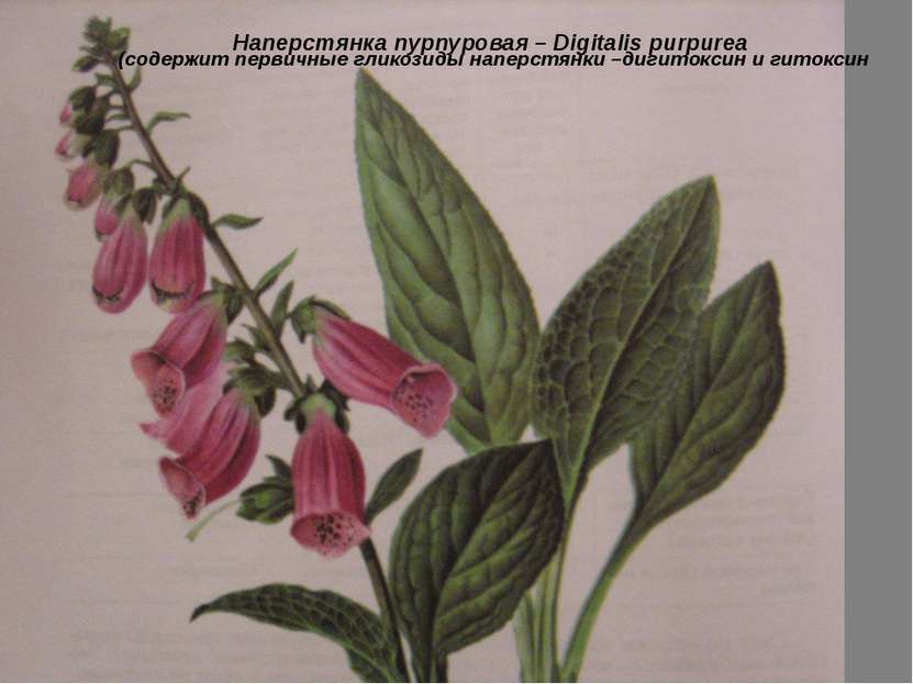 Наперстянка пурпуровая – Digitalis purpurea (содержит первичные гликозиды нап...