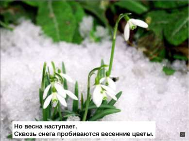 Но весна наступает. Сквозь снега пробиваются весенние цветы.