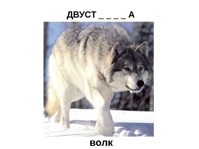 ДВУСТ _ _ _ _ А    (охотничье ружьё) волк