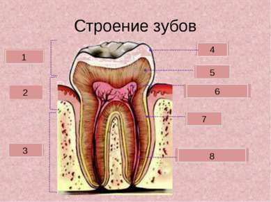 Строение зубов Коронка Шейка Корень Зубная пульпа Дентин Эмаль 2 3 1 4 5 6 Це...