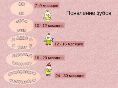 Появление зубов 7- 9 месяцев 10 - 12 месяцев 12 - 16 месяцев 16 - 20 месяцев ...