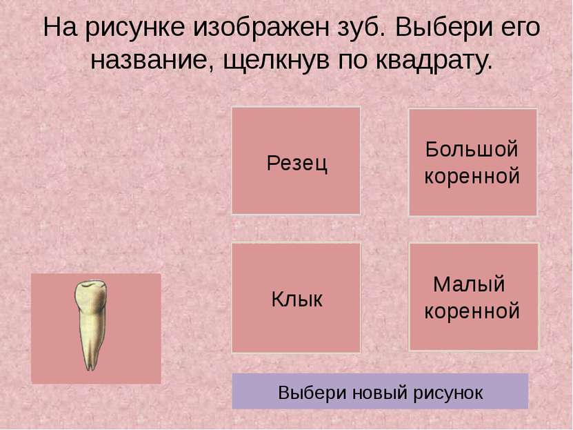 На рисунке изображен зуб. Выбери его название, щелкнув по квадрату. Выбери но...