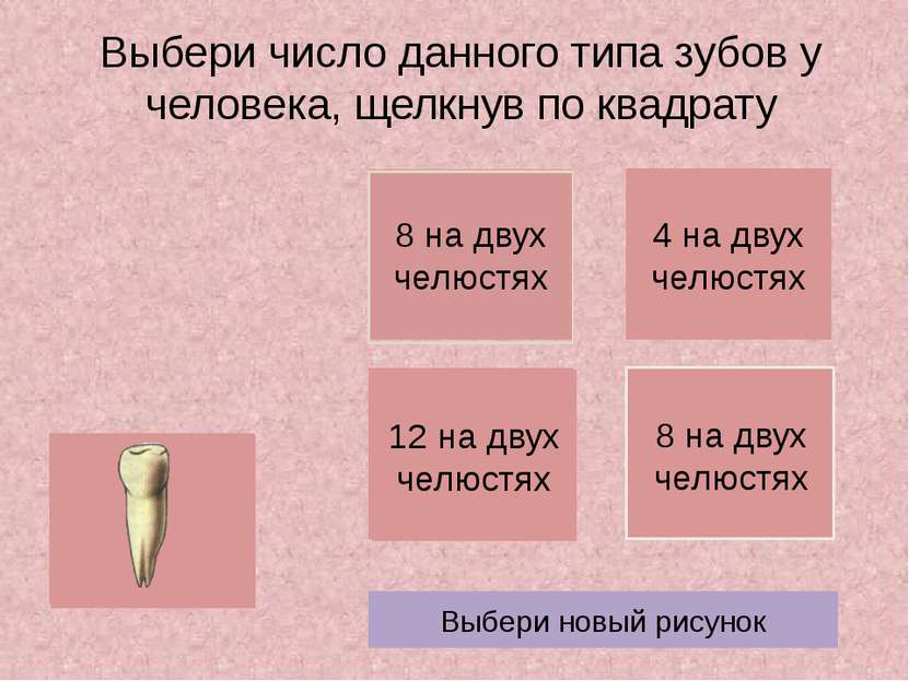 Выбери число данного типа зубов у человека, щелкнув по квадрату Выбери новый ...